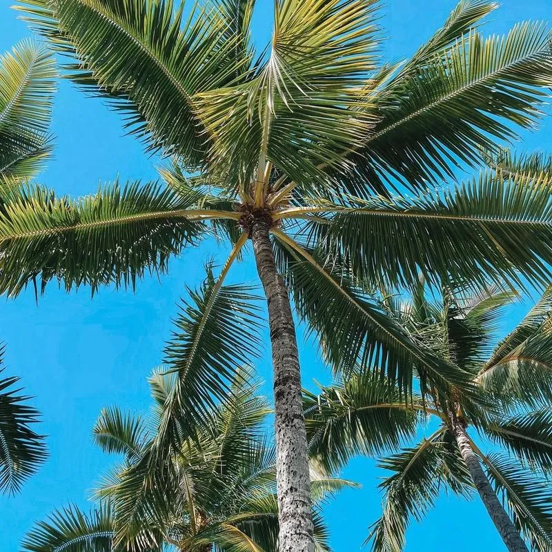 Intérieur du restaurant Snack Chez LOLO à Vaitape, Bora Bora